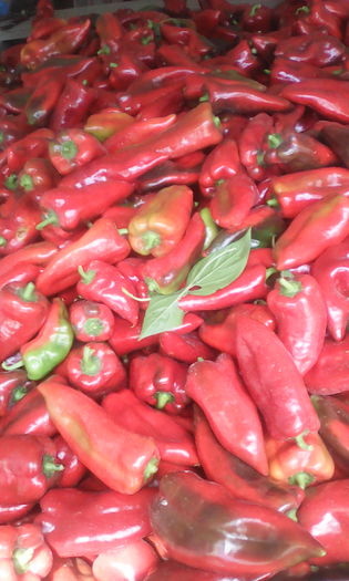 IMG_20160816_133625; Prima recolta 17 August
