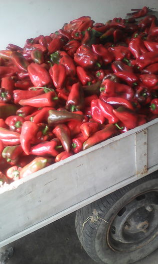 IMG_20160816_133706; Prima remorca
