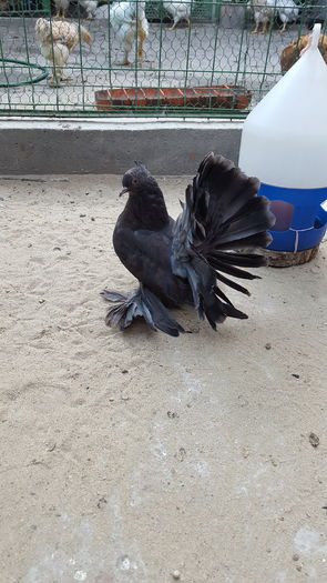 Femela2016.Dnu.Marius.Loc.PODARI.Jud.Dolj