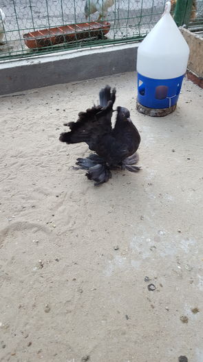 Mascul2016.Dnu.Marius.Loc.PODARI.Jud.Dolj