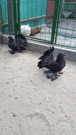 Pereche2016.Dnu.Marius.Loc.PODARI.JUD.Dolj