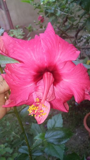 20160715_095626 - Hibiscus 2016