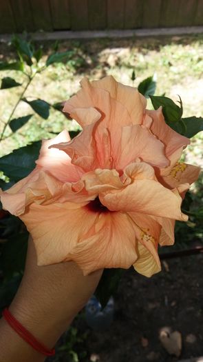 20160720_103541 - Hibiscus 2016