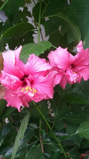 20160717_134226 - Hibiscus 2016