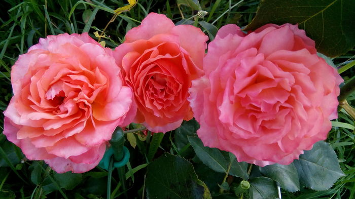 IMG_20160805_201640 - Cei mai frumosi trandafiri