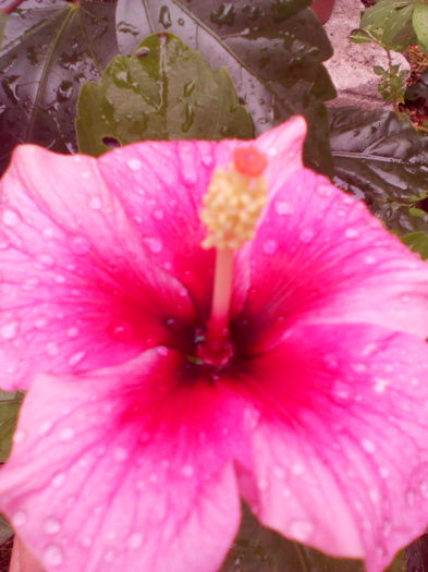 IMG_20160818_104440 - Hibiscus Pink Dream-pierdut