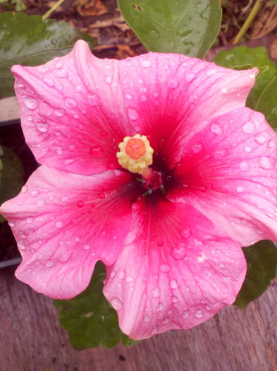 IMG_20160818_104421 - Hibiscus Pink Dream-pierdut