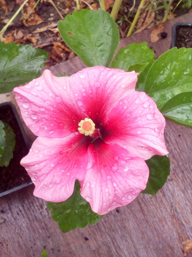 IMG_20160818_104337 - Hibiscus Pink Dream-pierdut