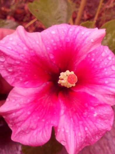 IMG_20160818_104330 - Hibiscus Pink Dream-pierdut