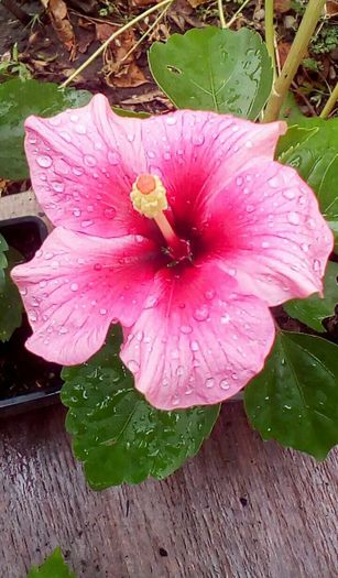 1471506184214 - Hibiscus Pink Dream-pierdut