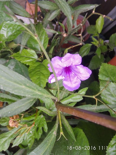 IMG_20160818_111456_HDR