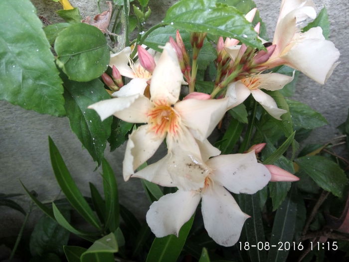 IMG_20160818_111526_HDR