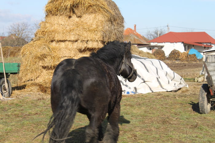  - BATORY armasar-manz-Belgian