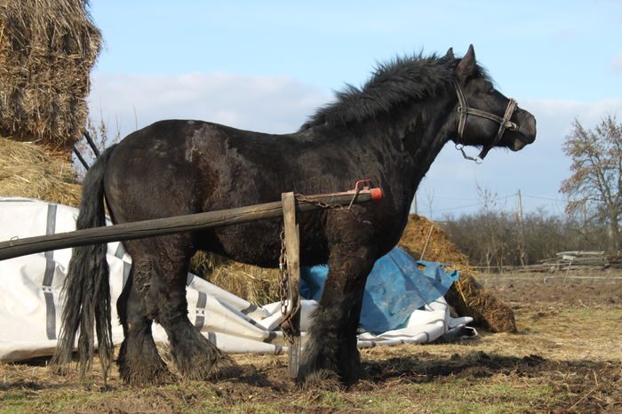  - BATORY armasar-manz-Belgian