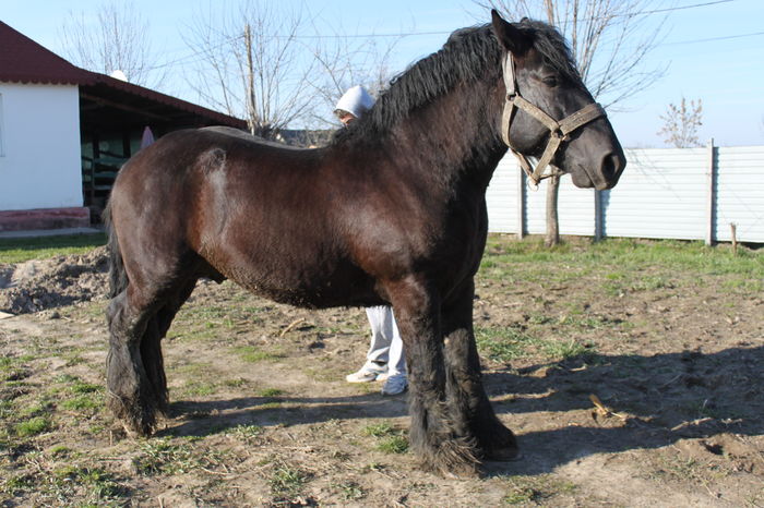  - BATORY armasar-manz-Belgian