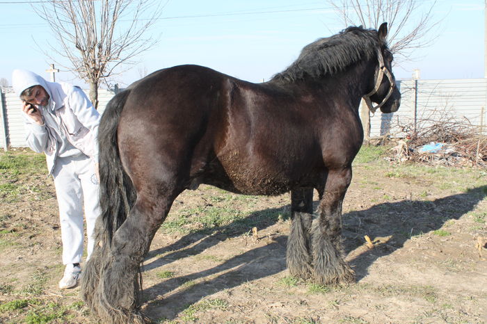 - BATORY armasar-manz-Belgian