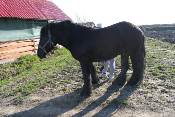  - BATORY armasar-manz-Belgian