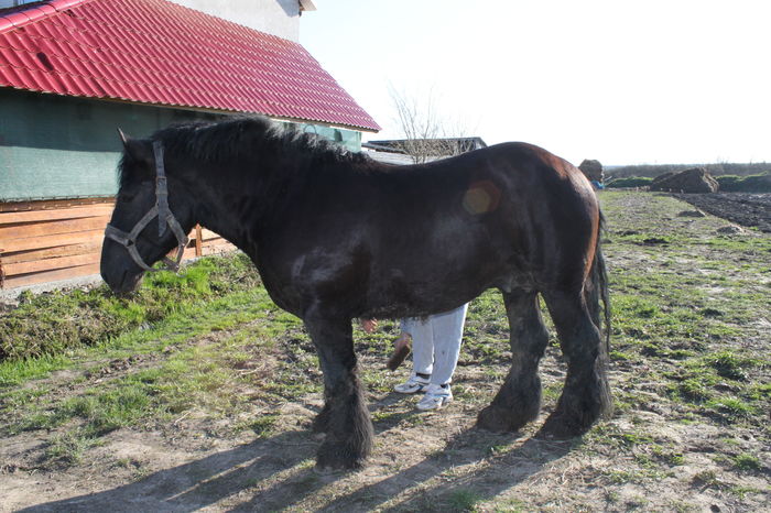  - BATORY armasar-manz-Belgian
