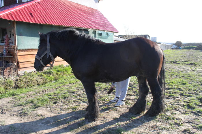  - BATORY armasar-manz-Belgian
