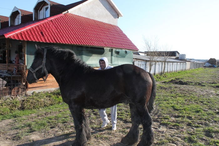  - BATORY armasar-manz-Belgian