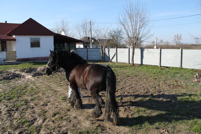  - BATORY armasar-manz-Belgian