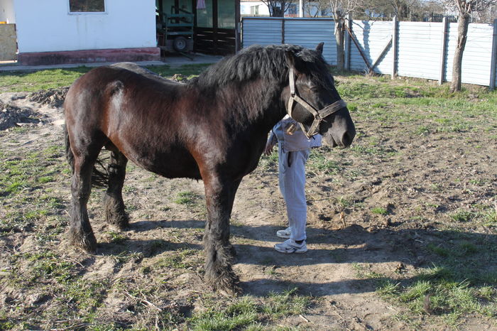  - BATORY armasar-manz-Belgian