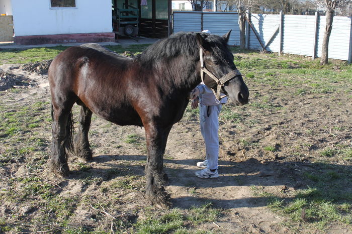  - BATORY armasar-manz-Belgian