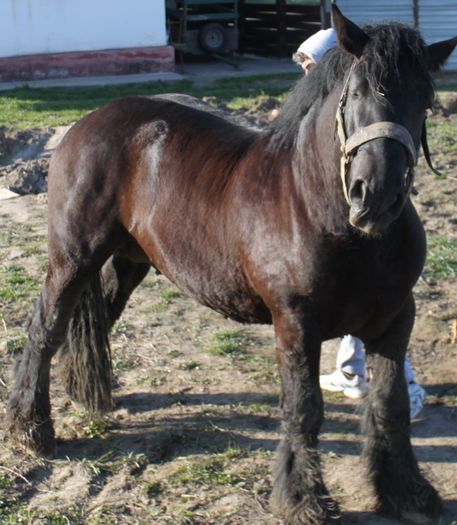  - BATORY armasar-manz-Belgian