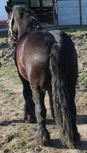  - BATORY armasar-manz-Belgian