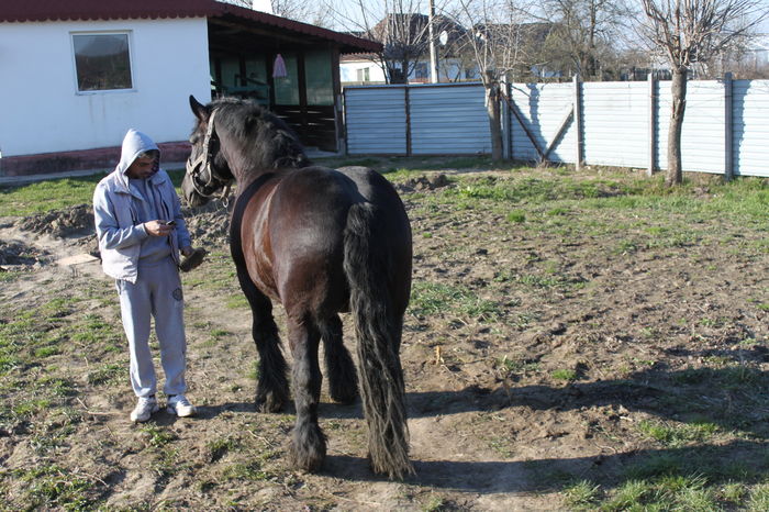  - BATORY armasar-manz-Belgian