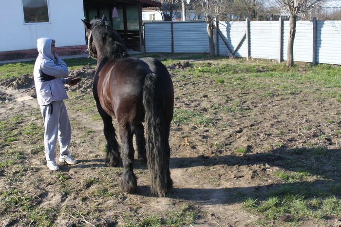  - BATORY armasar-manz-Belgian