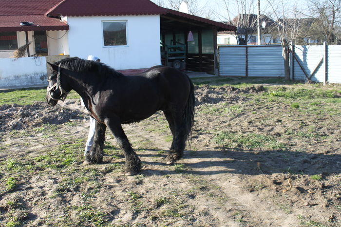  - BATORY armasar-manz-Belgian