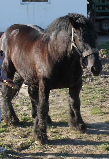  - BATORY armasar-manz-Belgian