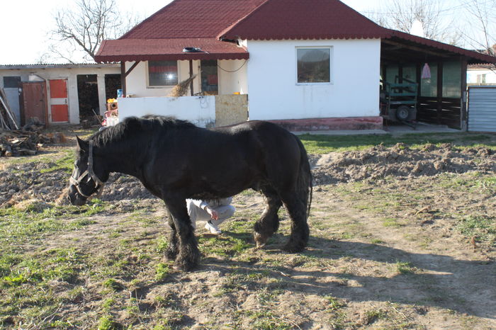  - BATORY armasar-manz-Belgian