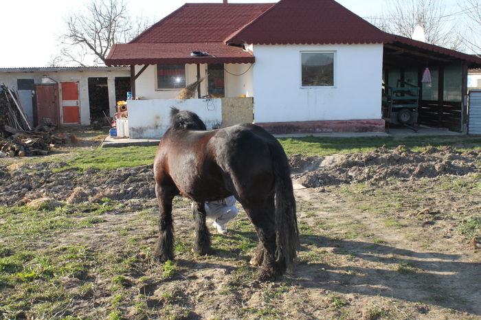  - BATORY armasar-manz-Belgian
