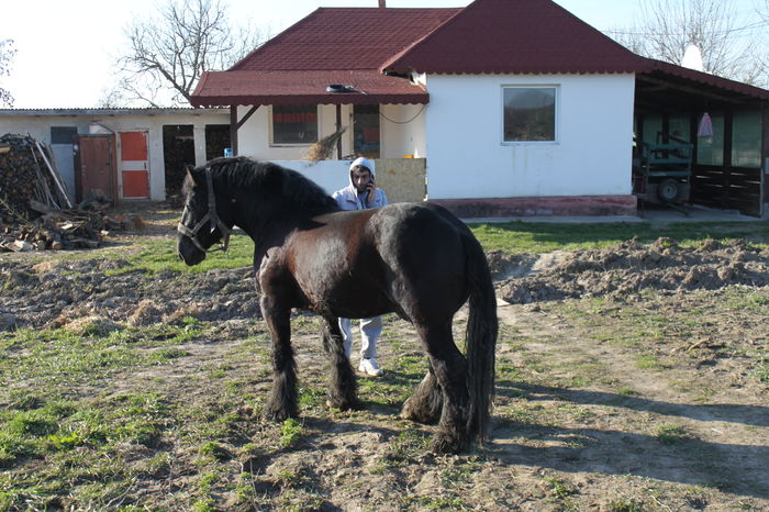  - BATORY armasar-manz-Belgian
