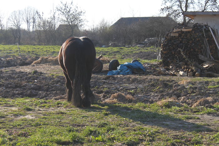  - BATORY armasar-manz-Belgian