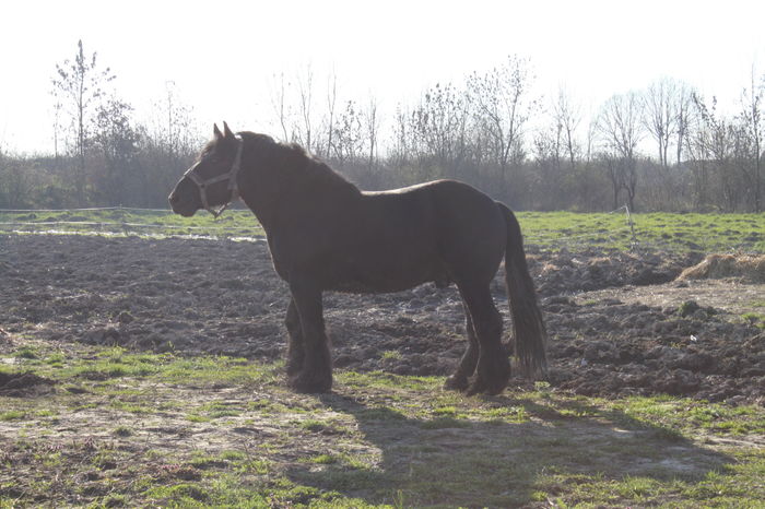  - BATORY armasar-manz-Belgian