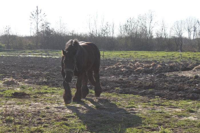  - BATORY armasar-manz-Belgian