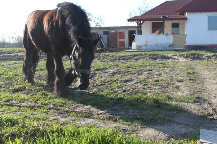  - BATORY armasar-manz-Belgian