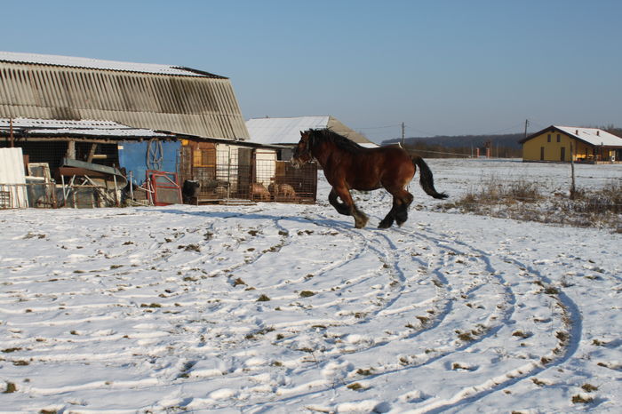  - OMAL armasar-manz-Greu Polonez