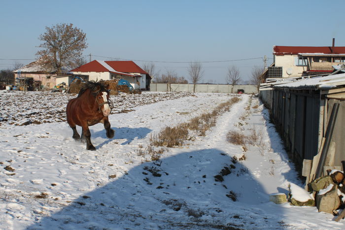  - OMAL armasar-manz-Greu Polonez