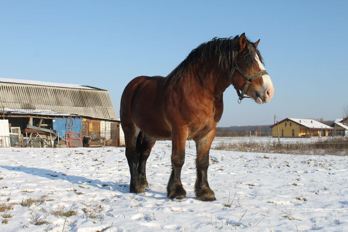  - OMAL armasar-manz-Greu Polonez