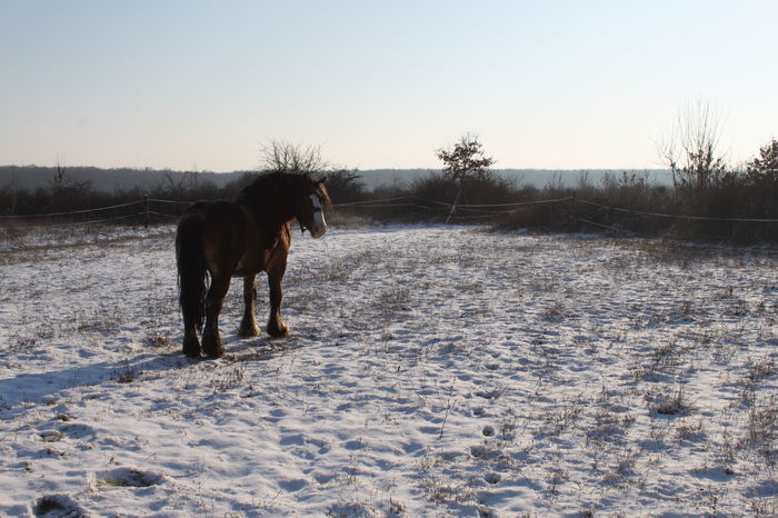  - OMAL armasar-manz-Greu Polonez