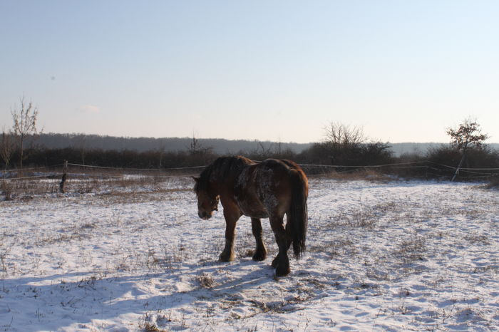  - OMAL armasar-manz-Greu Polonez