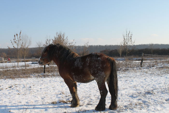 - OMAL armasar-manz-Greu Polonez