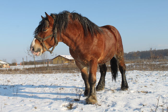 - OMAL armasar-manz-Greu Polonez