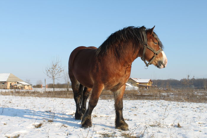 - OMAL armasar-manz-Greu Polonez