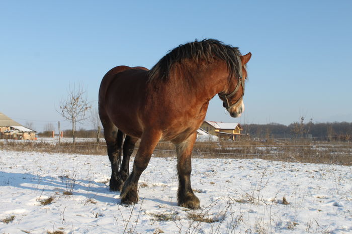  - OMAL armasar-manz-Greu Polonez