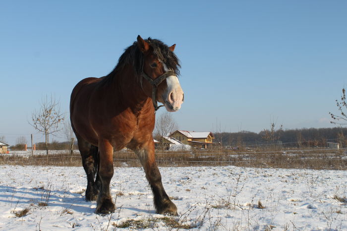  - OMAL armasar-manz-Greu Polonez